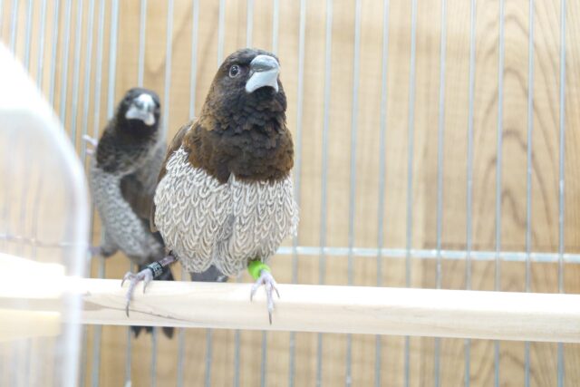 十姉妹（ジュウシマツ）