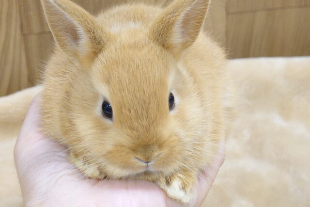 ネザーランドドワーフ