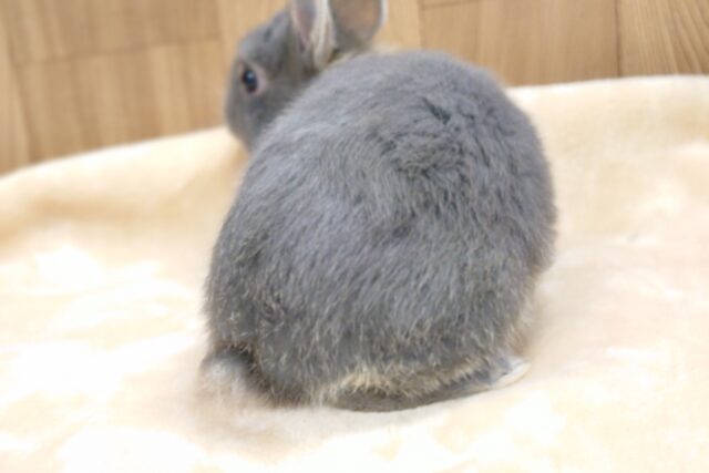 ネザーランドドワーフ