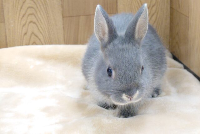 ネザーランドドワーフ