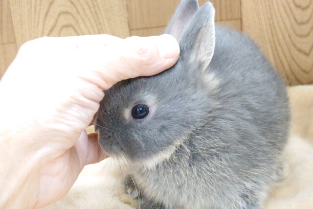 ネザーランドドワーフ