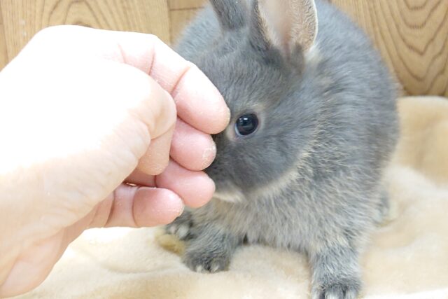 ネザーランドドワーフ