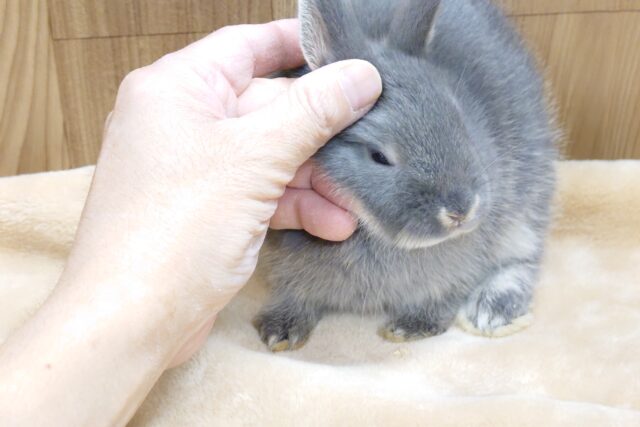 ネザーランドドワーフ