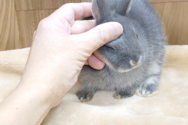 ネザーランドドワーフ