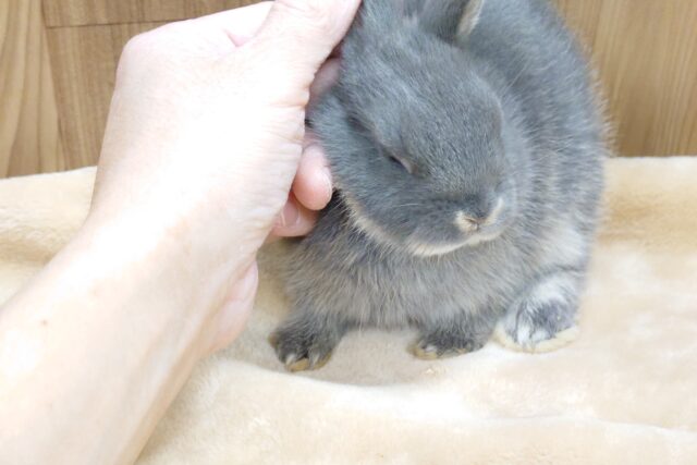 ネザーランドドワーフ