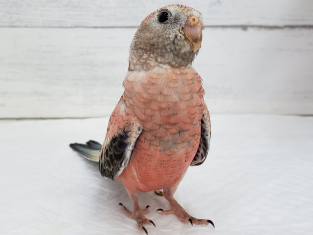 アキクサインコ（秋草インコ）