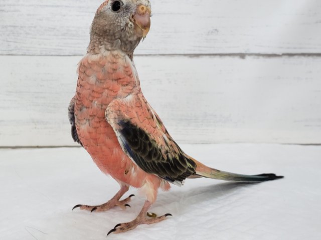 アキクサインコ（秋草インコ）