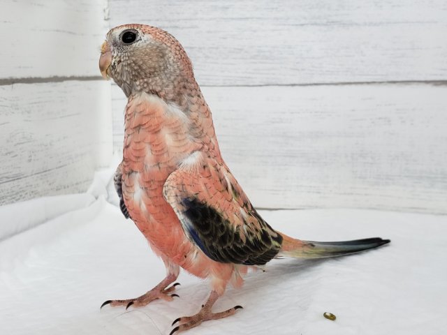 アキクサインコ（秋草インコ）