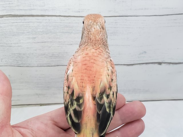 アキクサインコ（秋草インコ）