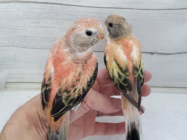 アキクサインコ（秋草インコ）
