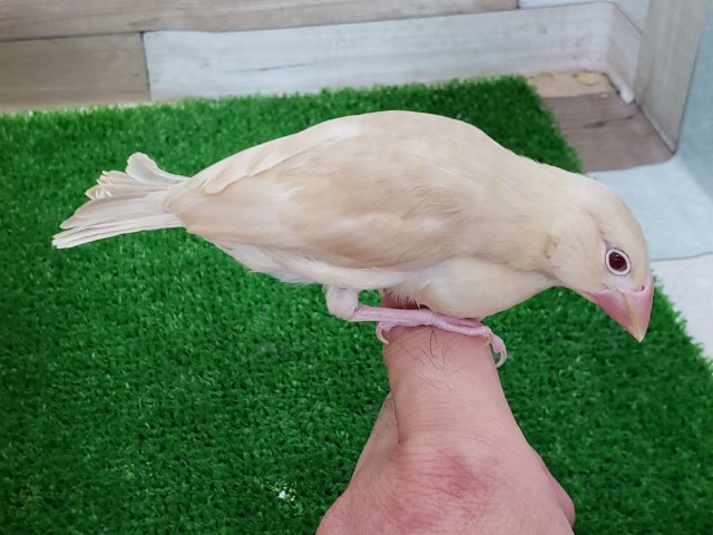 シナモン文鳥