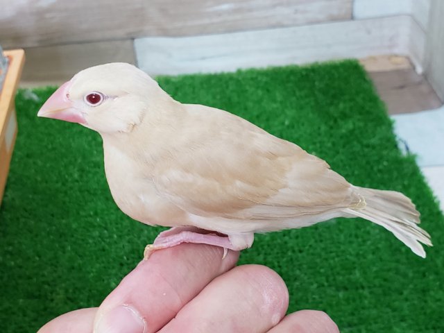 シナモン文鳥