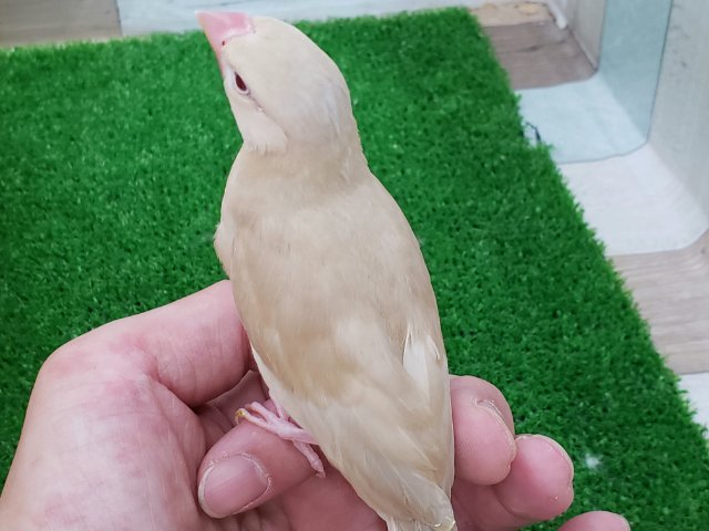 シナモン文鳥