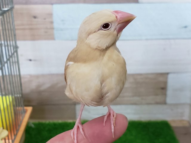 シナモン文鳥