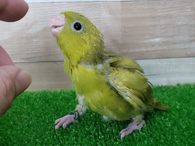 サザナミインコ