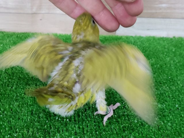 サザナミインコ