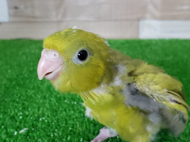 サザナミインコ