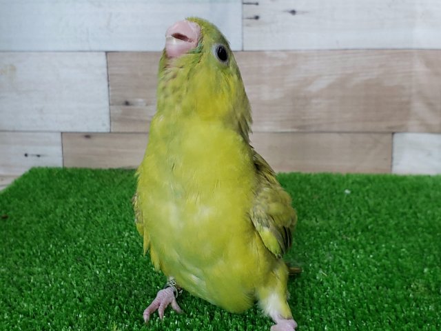 サザナミインコ
