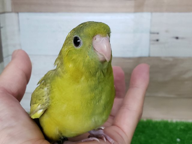 サザナミインコ