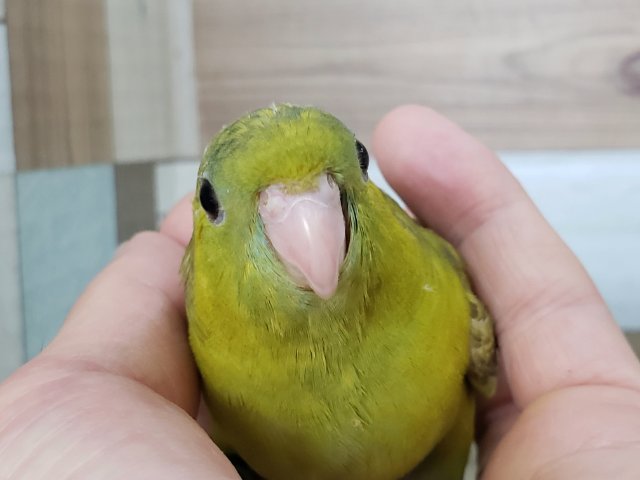 サザナミインコ