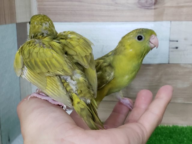 画像更新☆初入荷!?サザナミインコダークグリーンスパングル サザナミインコ