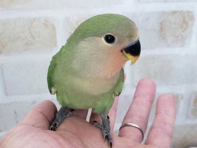 コザクラインコ（小桜インコ）