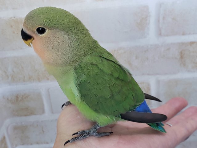 コザクラインコ（小桜インコ）