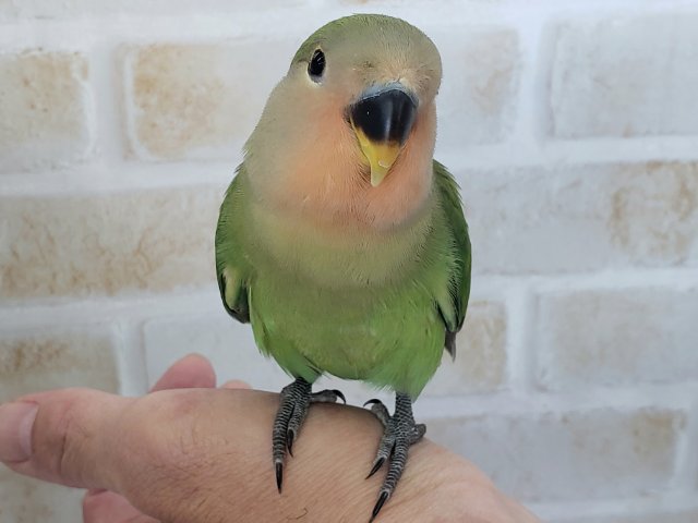 コザクラインコ（小桜インコ）