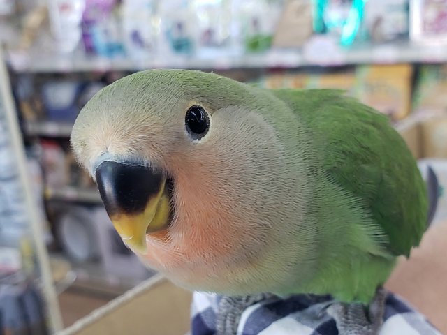 コザクラインコ（小桜インコ）