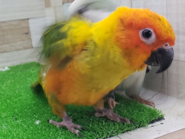 コガネメキシコインコ