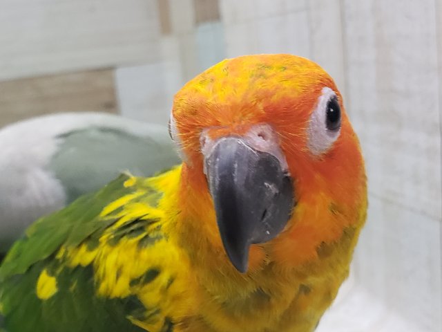 コガネメキシコインコ