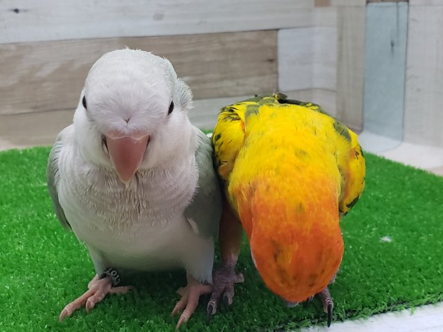 コガネメキシコインコ