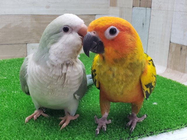 コガネメキシコインコ