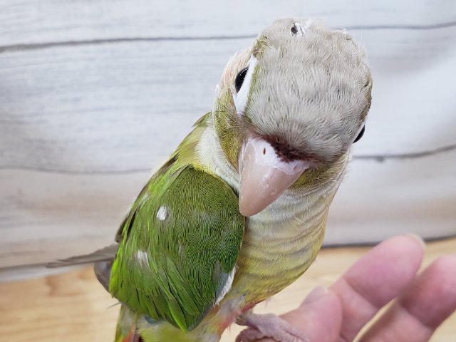 ホオミドリウロコインコ