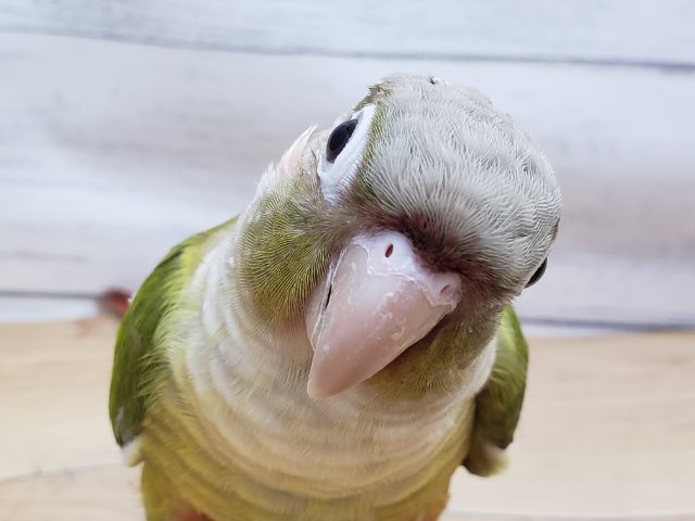 ホオミドリウロコインコ
