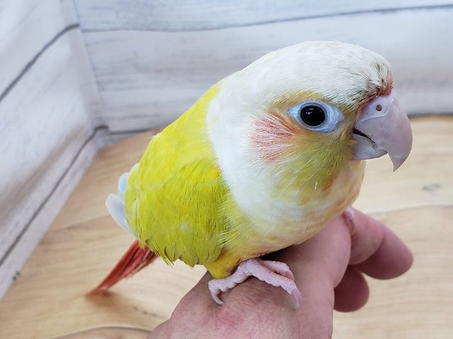 ホオミドリウロコインコ