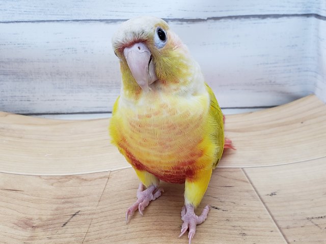 ホオミドリウロコインコ