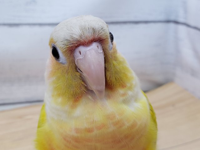 ホオミドリウロコインコ