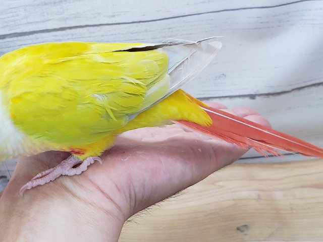 ホオミドリウロコインコ