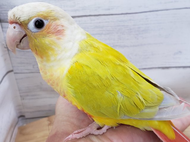 ホオミドリウロコインコ