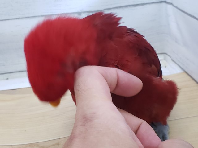 ヒインコ