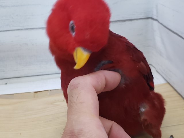 ヒインコ