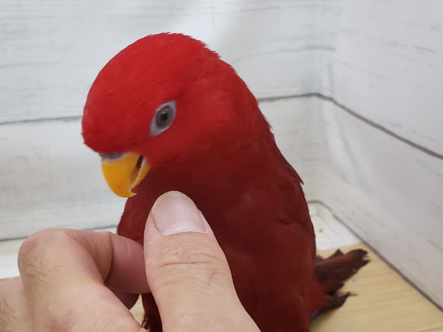 ヒインコ