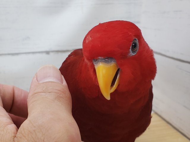 ヒインコ