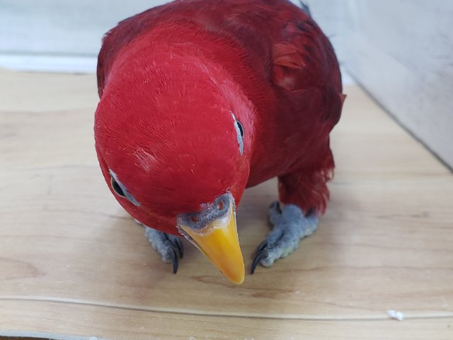 ヒインコ