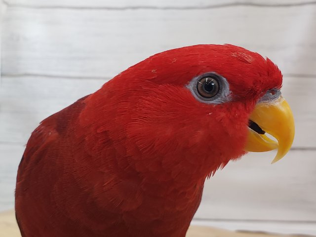 ヒインコ