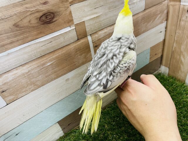 オカメインコ