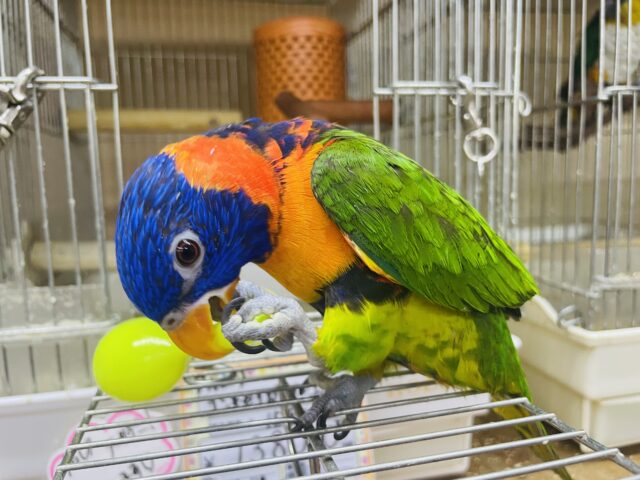 アカエリゴシキセイガイインコ