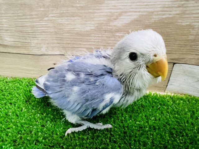 コザクラインコ（小桜インコ）