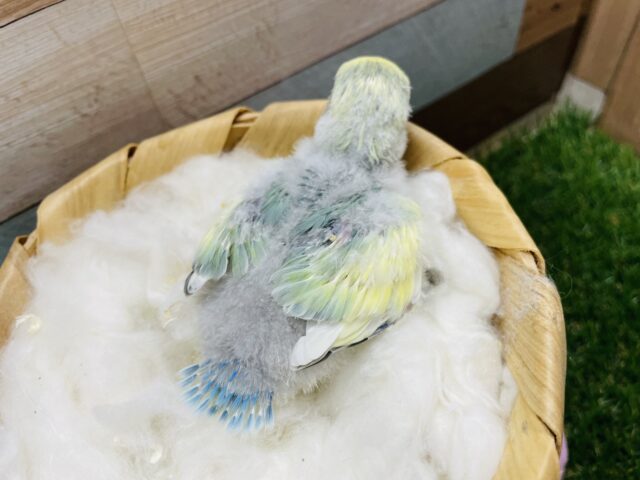 コザクラインコ（小桜インコ）